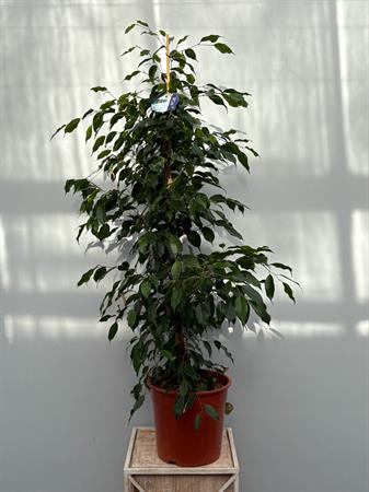 Ficus Benjamin