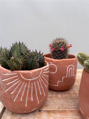 Grasse in vasetto deserto cotto