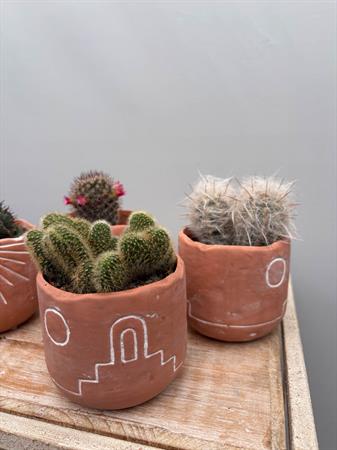 Grasse in vasetto deserto cotto