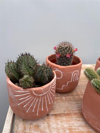 Grasse in vasetto deserto cotto