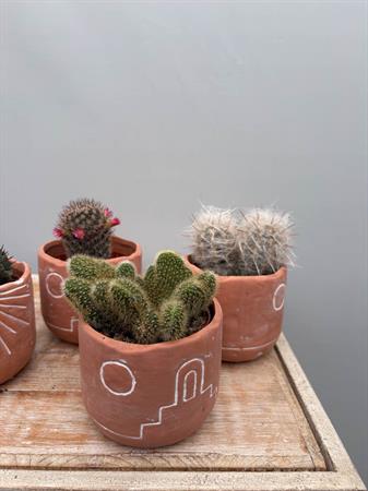 Grasse in vasetto deserto cotto