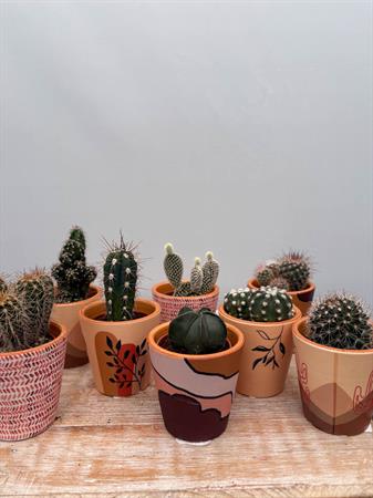 Grasse in vasetto deserto ceramica