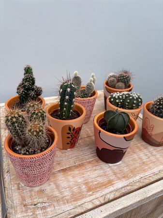 Grasse in vasetto deserto ceramica