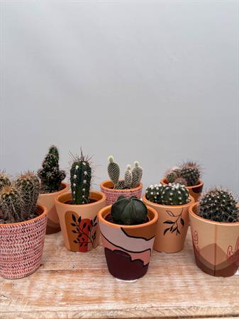 Grasse in vasetto deserto ceramica