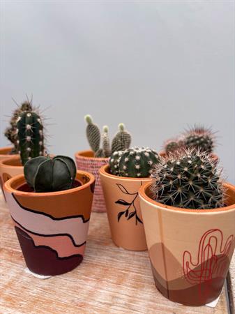 Grasse in vasetto deserto ceramica