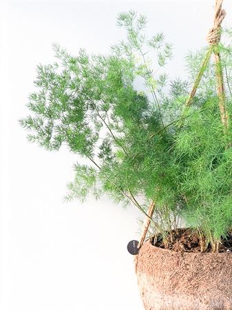 Kokodama Asparagus Plumosus