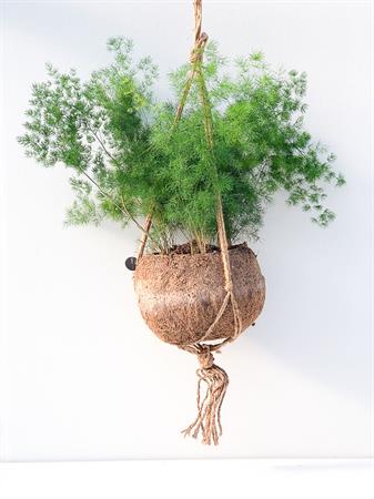 Kokodama Asparagus Plumosus