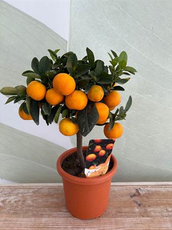 Calamondino Bonsai
