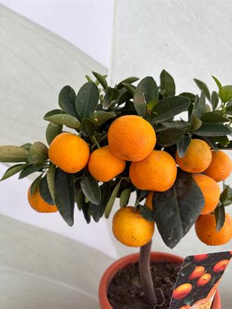 Calamondino Bonsai