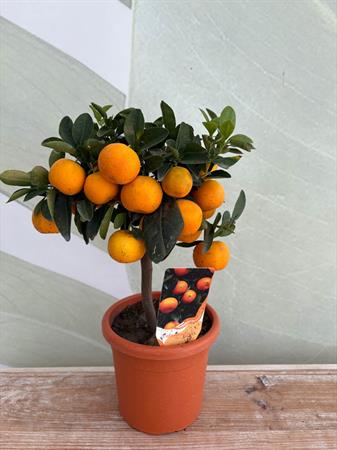 Calamondino Bonsai
