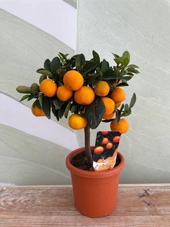Calamondino Bonsai