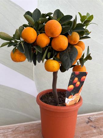 Calamondino Bonsai