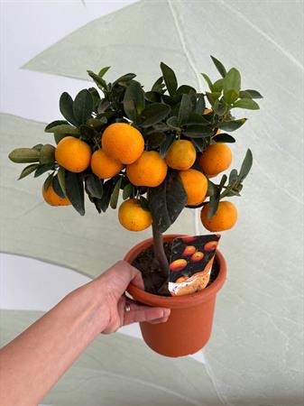 Calamondino Bonsai