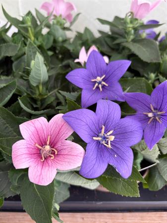 Platycodon