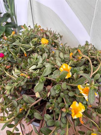 Portulaca
