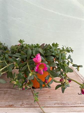 Portulaca
