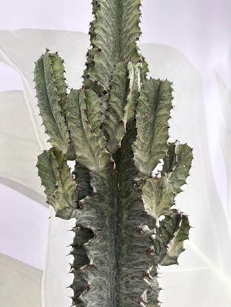 Cactus variegato