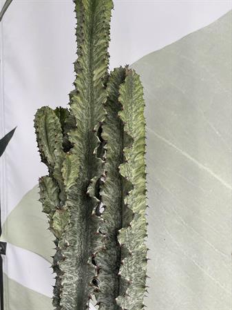 Cactus variegato