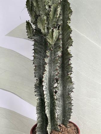 Cactus variegato