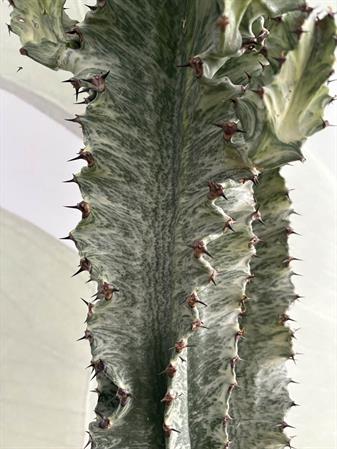 Cactus variegato