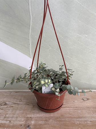 Senecio
