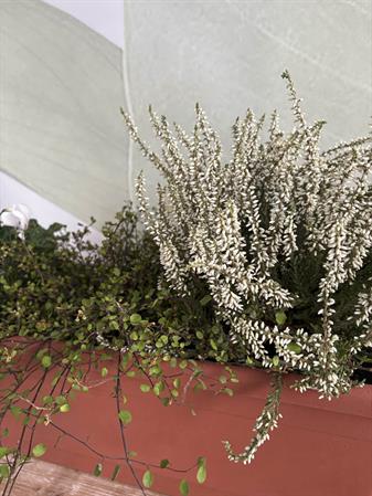 Kit cassetta autunnale