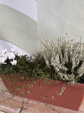 Kit cassetta autunnale