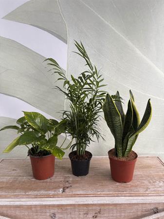 Set piante purificatrici