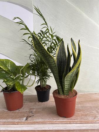 Set piante purificatrici