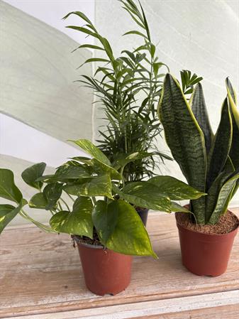 Set piante purificatrici