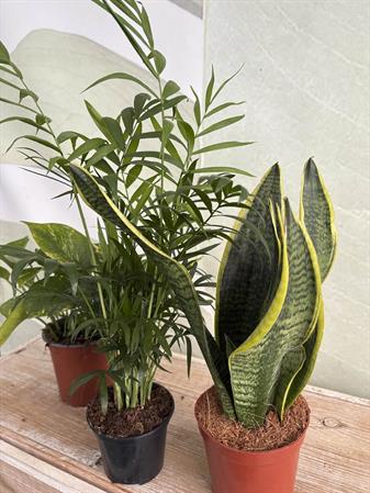 Set piante purificatrici