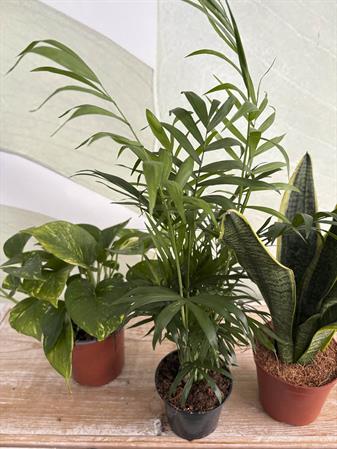 Set piante purificatrici