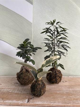 Kokodama personalizzabili