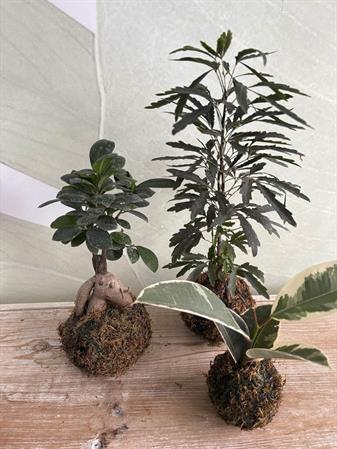 Kokodama personalizzabili