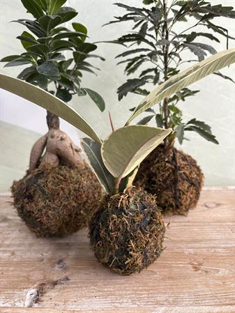 Kokodama personalizzabili