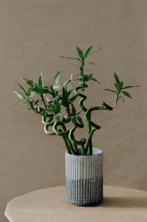 Lucky Bamboo
