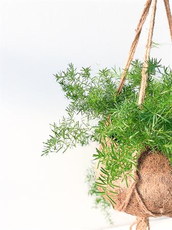 Kokodama grande Asparagus Falcatus