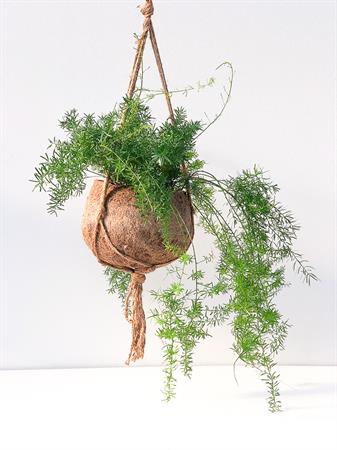 Kokodama grande Asparagus Falcatus