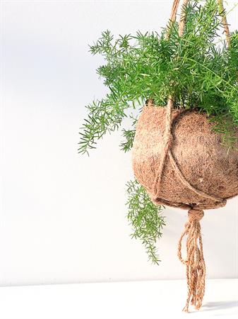 Kokodama grande Asparagus Falcatus