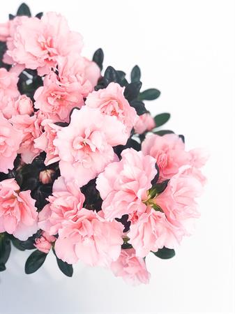 Azalea rosa