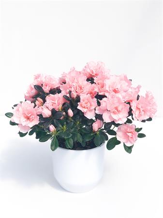 Azalea rosa