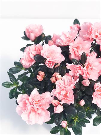 Azalea rosa