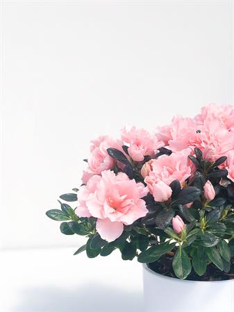 Azalea rosa