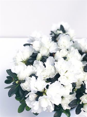 Azalea bianca