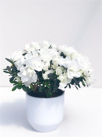 Azalea bianca