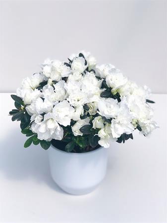 Azalea bianca