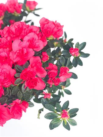 Azalea fucsia