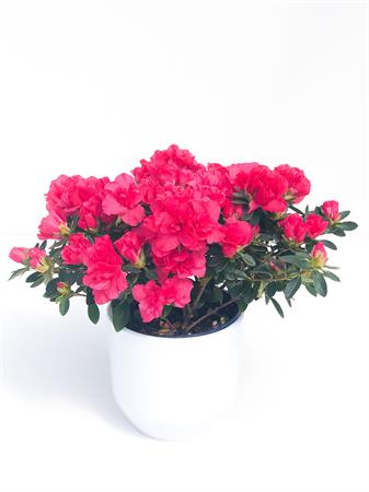Azalea fucsia