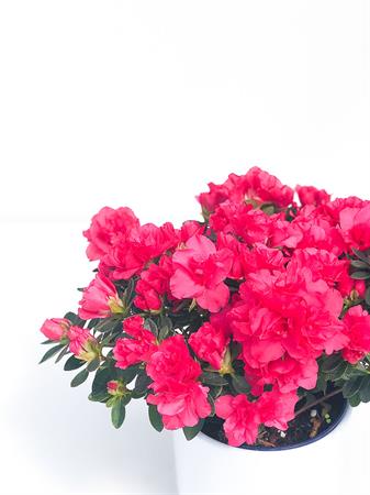 Azalea fucsia