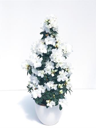 Azalea piramide